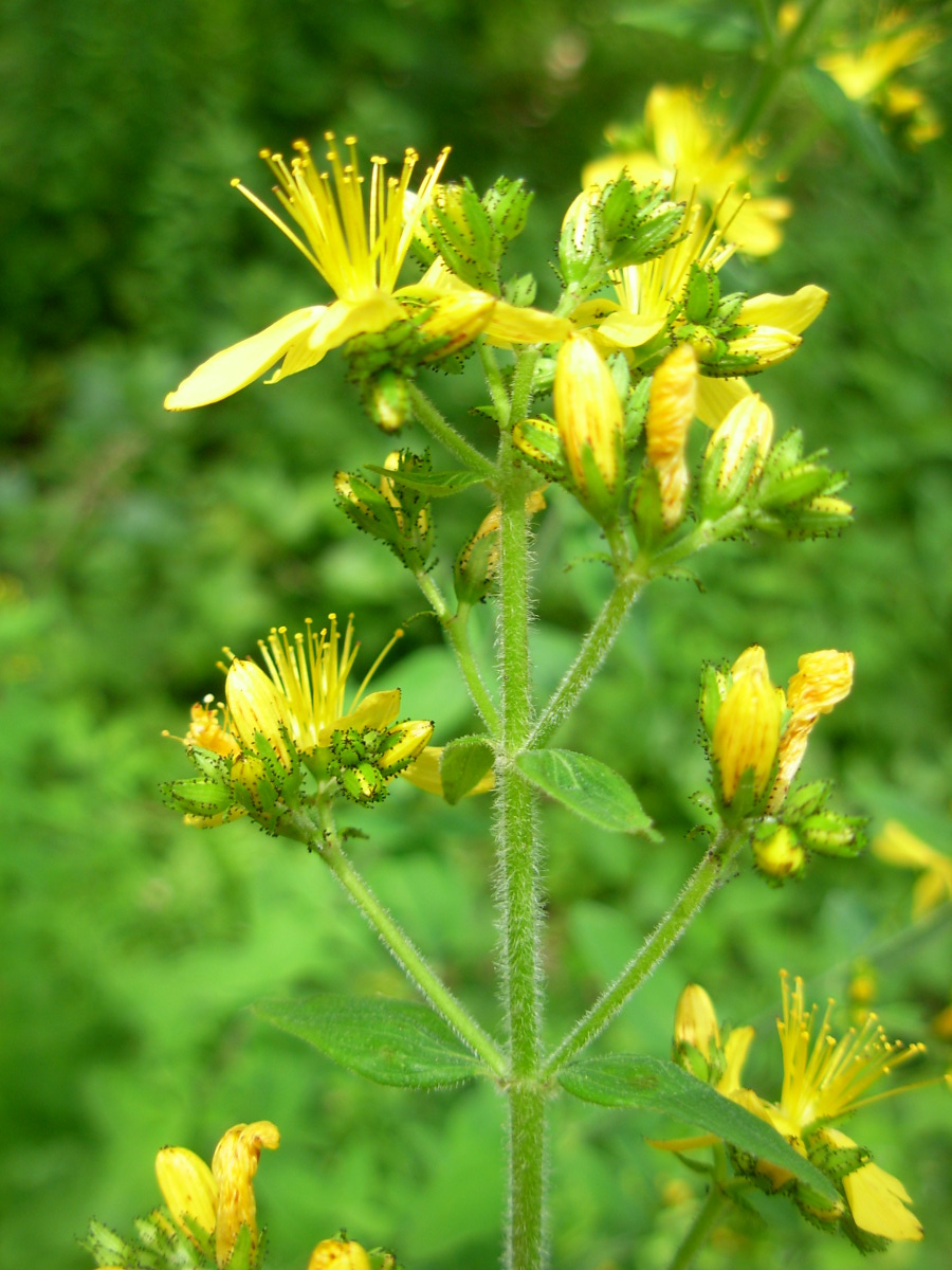 Hypericum hirsutum L.